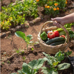 Gardaly - Vegetable Seed Vault Kit